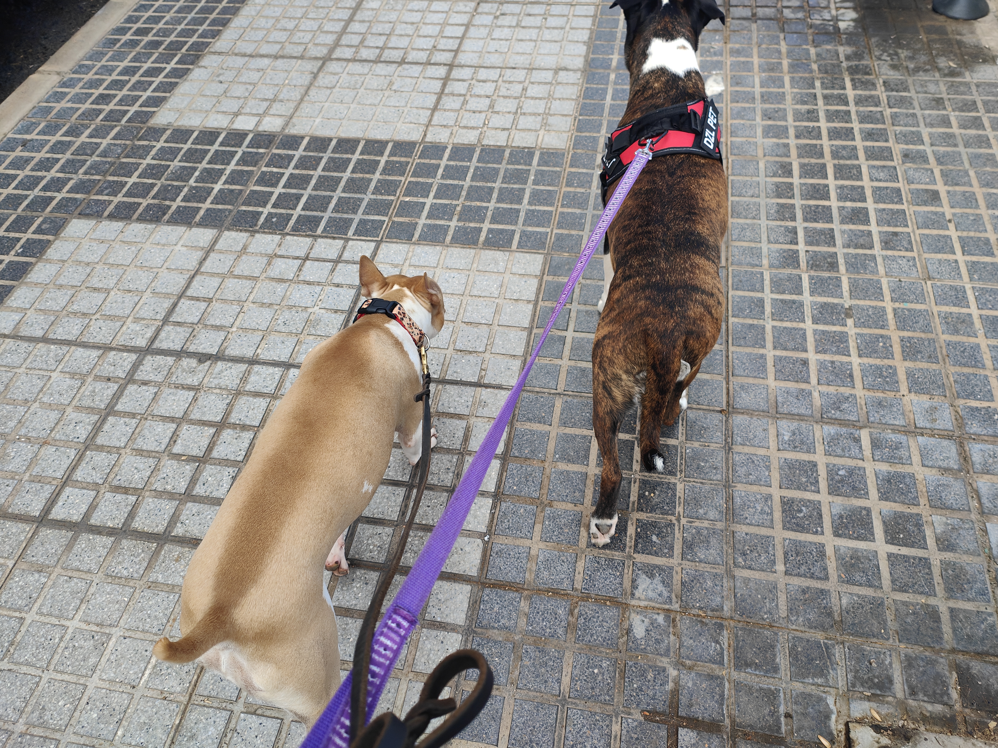 Cuidado de mascota a domicilio